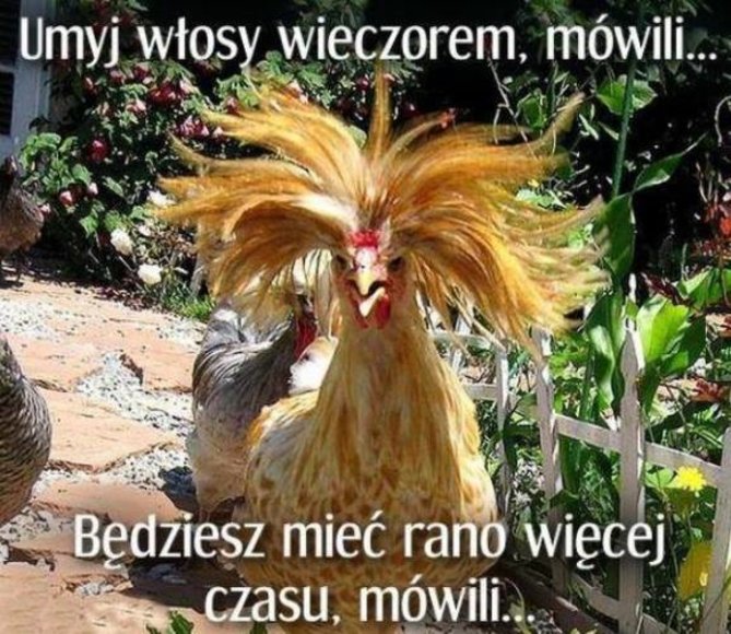 kogut.jpg
