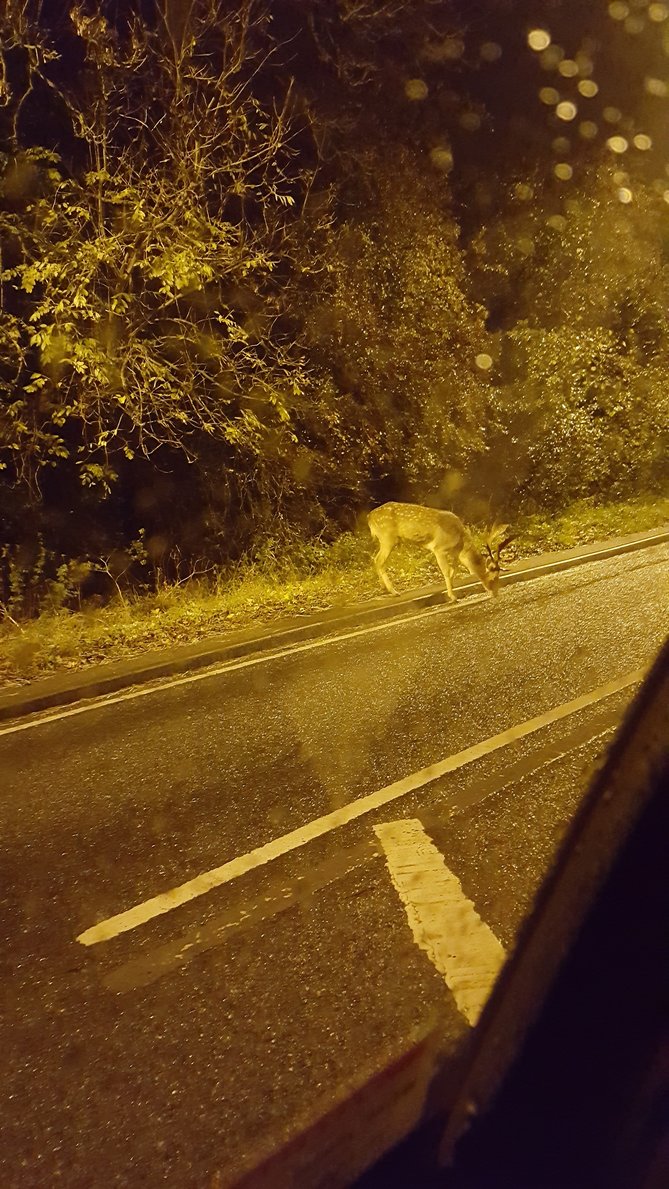 jenonek bambi 2.jpg