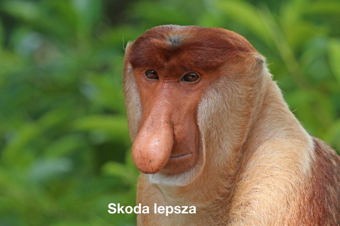 skoda.jpg