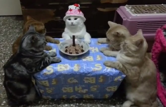 birthday-cats-jpg.jpg