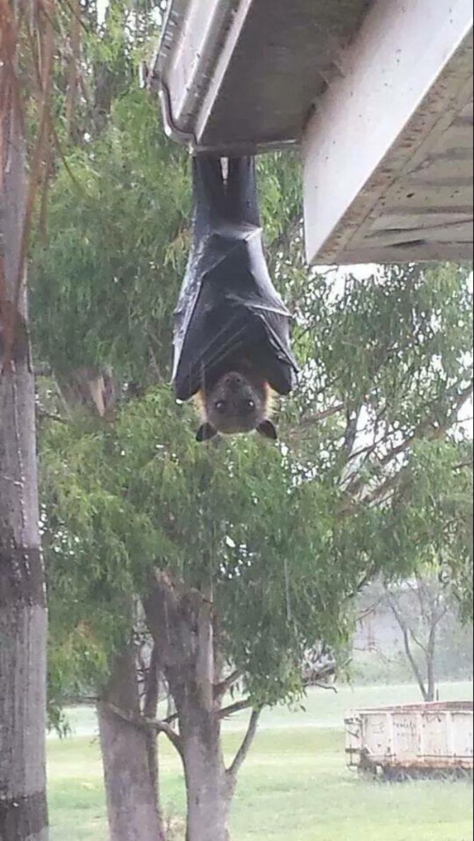 bat.jpg