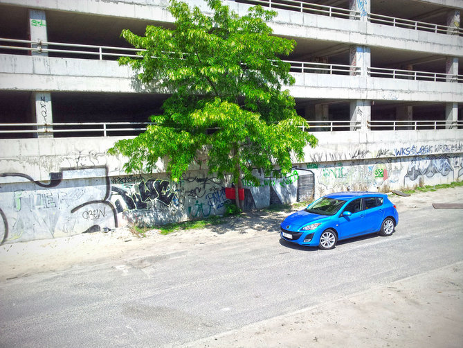 drzewko201301.jpg