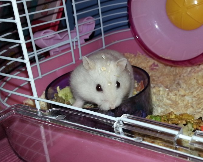 Fifi II.jpg