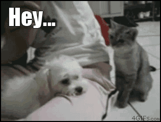 71636872a97d0a49372262286606129412.gif
