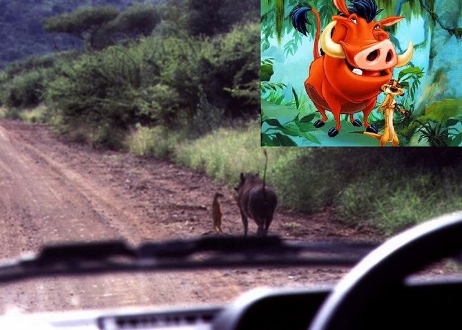 Timon i Pumba.jpg