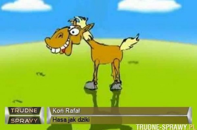 23883_3481_500_Kon-Rafal.jpg